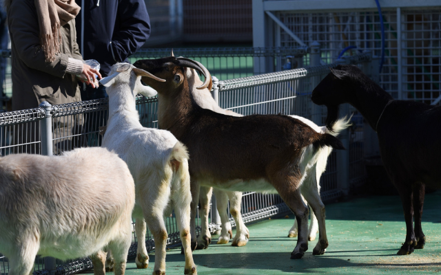 A group of goats gathered in a petting area