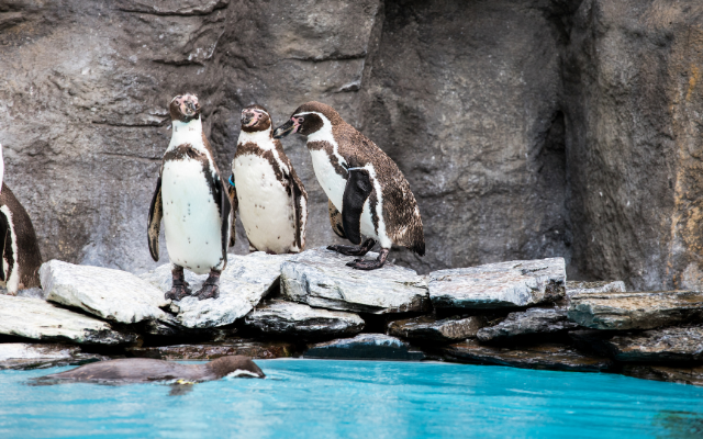 Penguins standing on rocks beside a pool