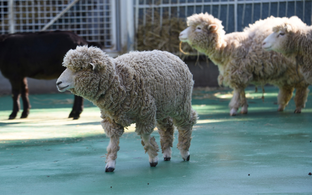 A sheep walking in an outdoor enclosure