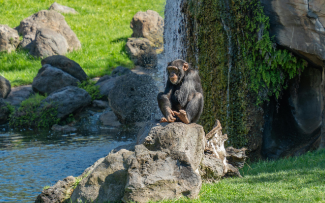A chimpanzee sitting on rocks near water in an exhibit area