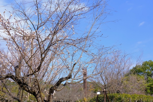 Early spring branches with small white blossoms against a clear blue sky