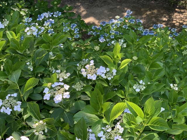 Blue and white hydrangeas in bloom at Kobe Fruit Flower Park Ozo