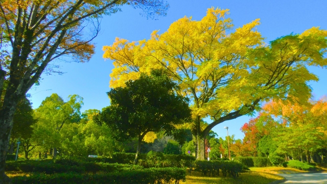 A park landscape with a large yellow-leaved tree under a clear blue sky