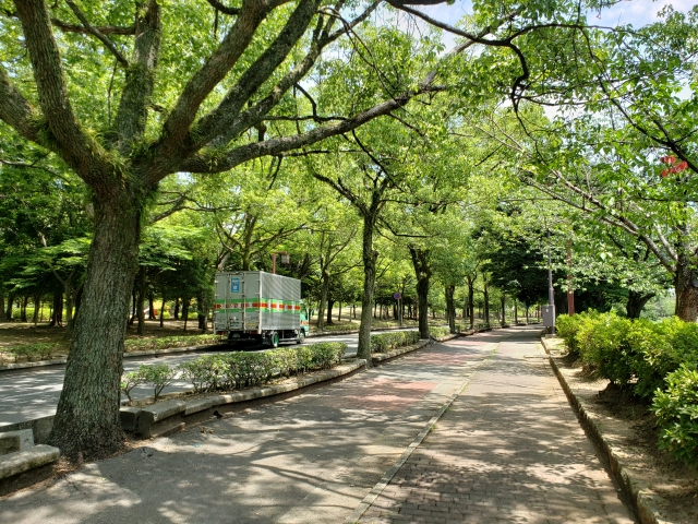 A tree-lined park path with lush green canopy alongside a quiet road