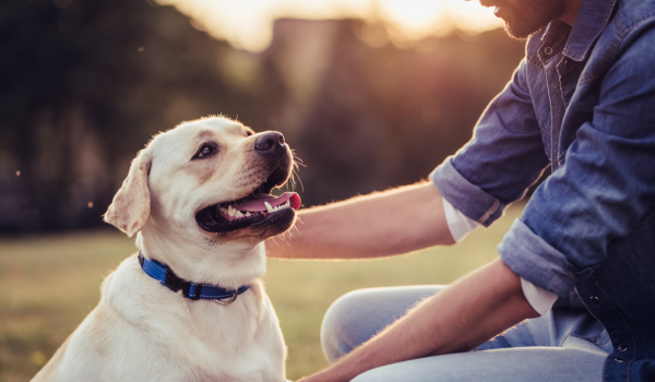 An owner petting a dog outdoors