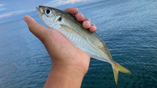 海を背景に、手のひらにのせたアジの釣果写真