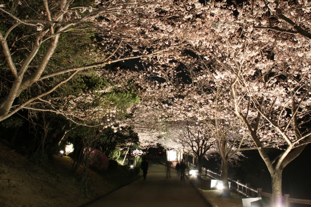 敦盛桜の夜桜