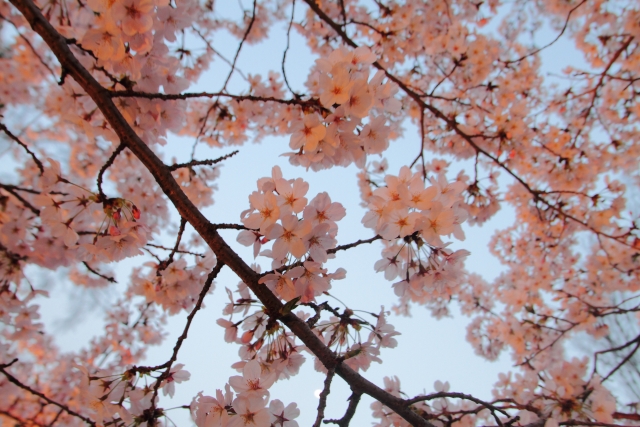 敦盛桜のお昼の桜