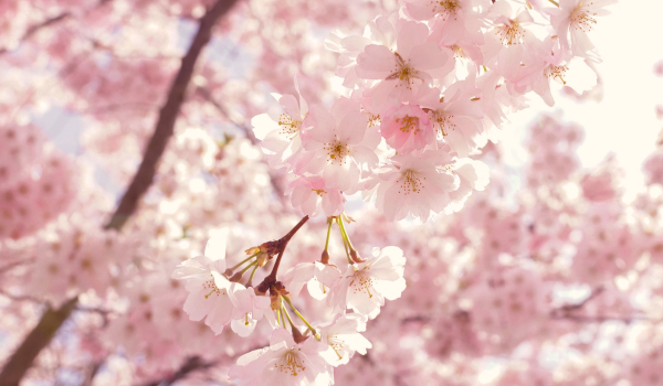 ピンク色のきれいな桜