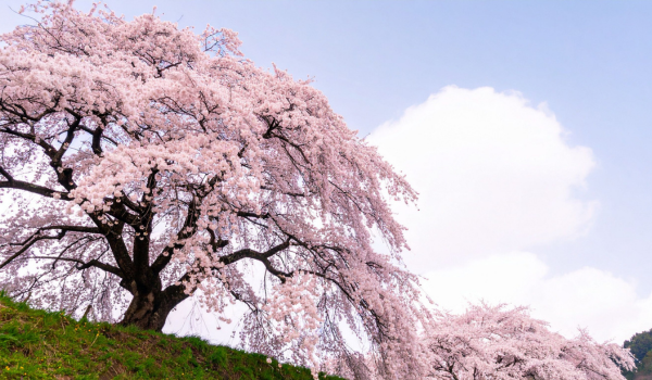 妙法寺川公園のさくら祭りの見どころイメージ