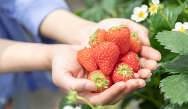 兵庫の電車で行けるイチゴ狩り農園・手のひらにイチゴ