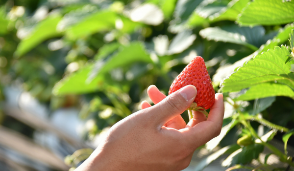 イチゴを取る様子