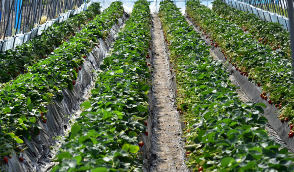 ビニールハウス内のイチゴ