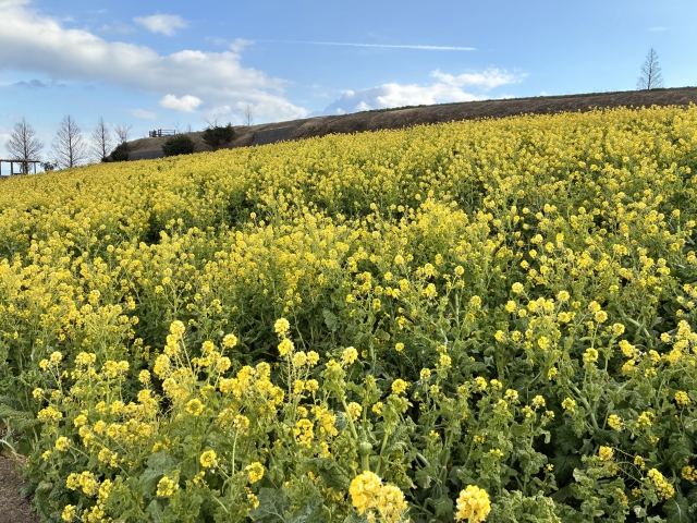 淡路島の菜の花畑