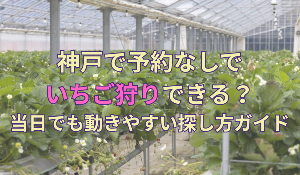 神戸で予約なしでいちご狩りできる？当日でも動きやすい探し方ガイド